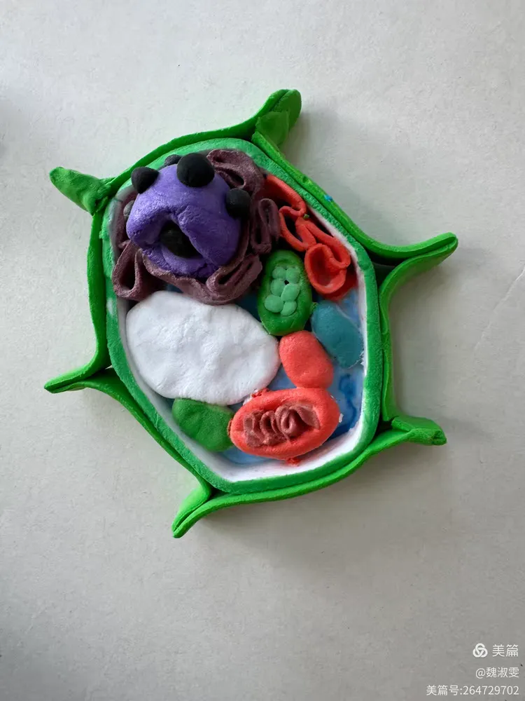 见细胞之微,望生命之美